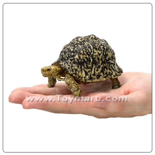캡슐토이 [ 생물대도감 ] 거북이 5편  단품 &#039;표범무늬육지거북 (효오몬 거북)&#039;